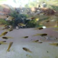 GAMBUSIE pesci anti-zanzare