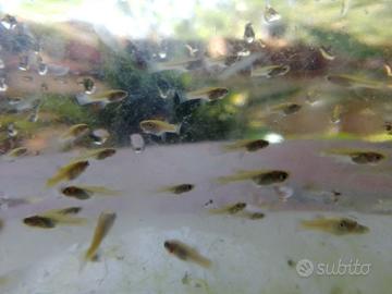 GAMBUSIE pesci anti-zanzare
