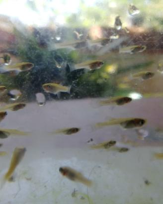 GAMBUSIE pesci anti-zanzare