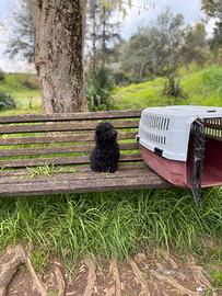 Cucciolo barboncino Total black 3 mesi