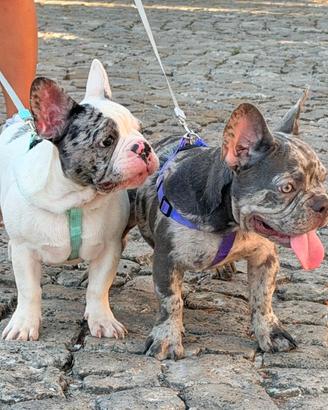 bulldog francese femmina 2