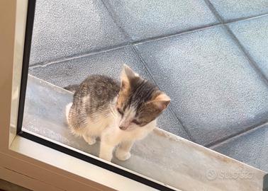 Gattino abbandonato