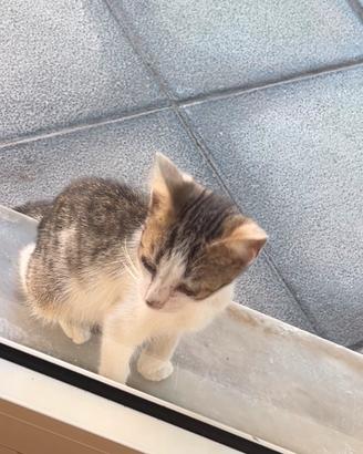 Gattino abbandonato