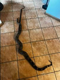 Boa constrictor