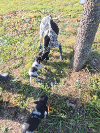 Cuccioli per tartufo