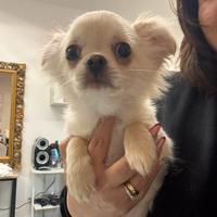 Chihuahua