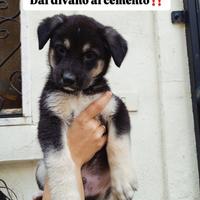 Si cede in adozione incrocio pastore tedesco borde
