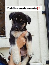 Si cede in adozione incrocio pastore tedesco borde