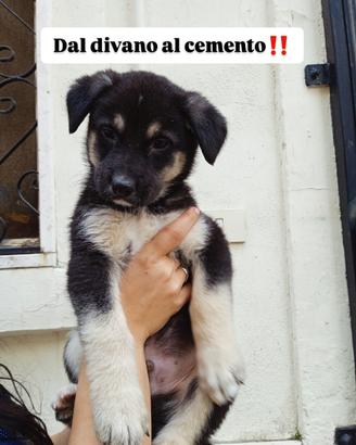 Si cede in adozione incrocio pastore tedesco borde