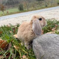 Coniglietti mini loop