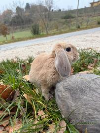 Coniglietti mini loop