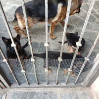 Cuccioli di pastore tedesco