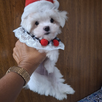 Maltese coreano mini toy