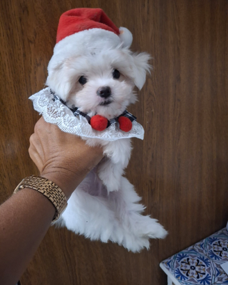 Maltese coreano mini toy
