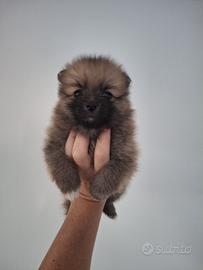 Volpini spitz