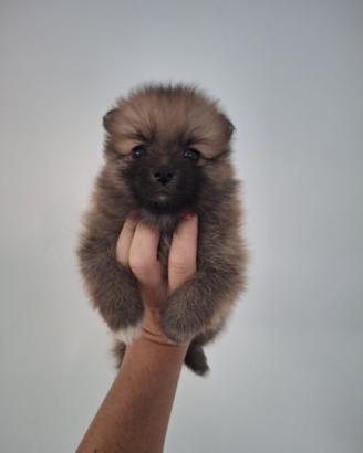 Volpini spitz