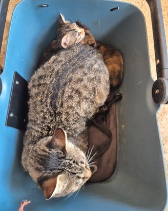 GATTI 