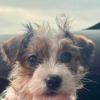 Cucciolina Jack Russell