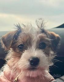 Cucciolina Jack Russell