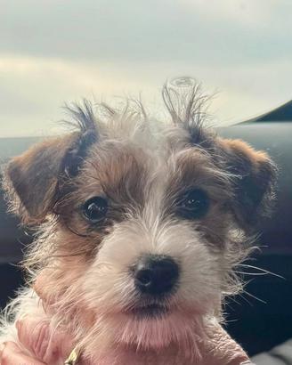 Cucciolina Jack Russell