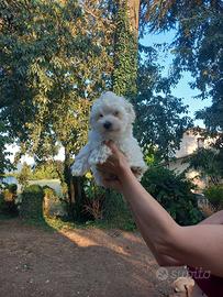 Maltipoo