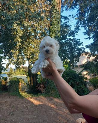 Maltipoo