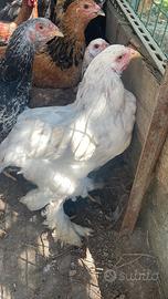 Galli brahma