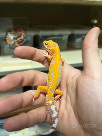 Geco leopardino