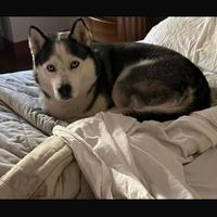 Husky maschio dolcissimo disponibile per monta