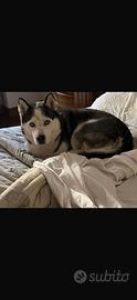Husky maschio dolcissimo disponibile per monta