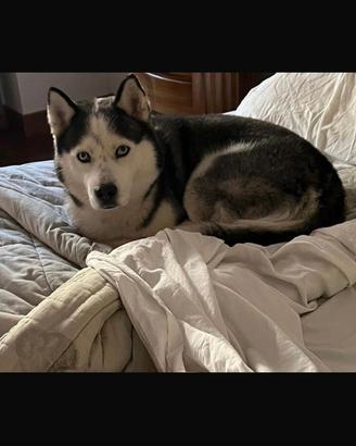 Husky maschio dolcissimo disponibile per monta