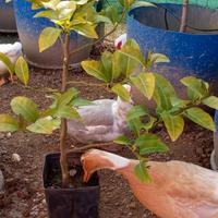 Pianta di limone