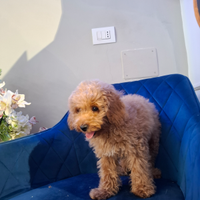 Barboncino albicocca toy