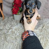 Bassotto Kaninchen