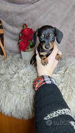 Bassotto Kaninchen