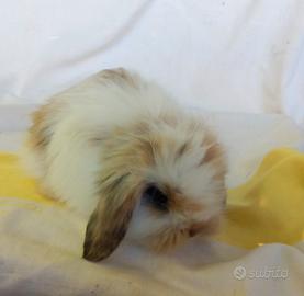 ultimi cuccioli  ariete nano fuzzy lop