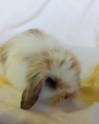 ultimi cuccioli  ariete nano fuzzy lop