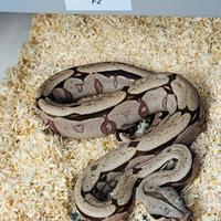 Boa constrictor Amarali