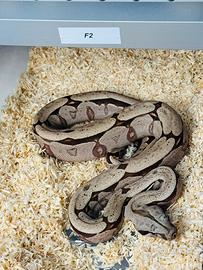 Boa constrictor Amarali