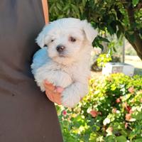 Maltese maschietto di 60 giorni