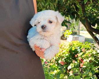 Maltese maschietto di 60 giorni