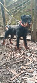 Jagd terrier