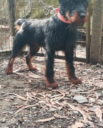 Jagd terrier