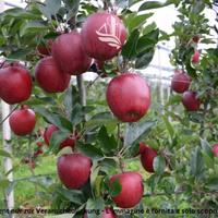 San Giacomo: Frutteto: Gala Schniga SchniCo red