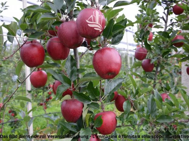 San Giacomo: Frutteto: Gala Schniga SchniCo red