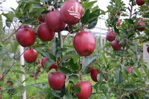 San Giacomo: Frutteto: Gala Schniga SchniCo red