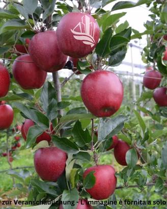 San Giacomo: Frutteto: Gala Schniga SchniCo red