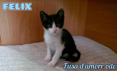 Felix