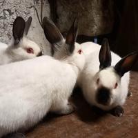 Californiani in purezza