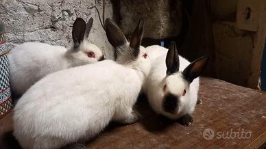 Californiani in purezza